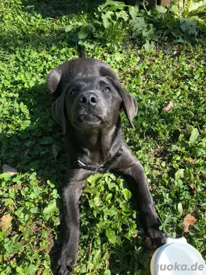 Golden Retriever mal Labrador Welpen- kleine Glücksbringer mit Herz, Charme & Schlappohren