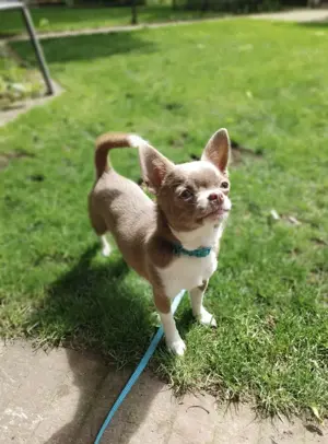 Bezaubernde Chihuahua Hündin sucht neuen Wirkungskreis 