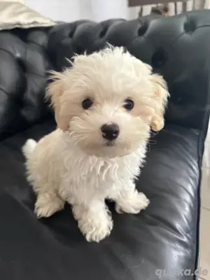     Süßer Maltipoo-Rüde sucht liebevolles Zuhause!    