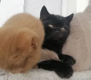 SÜßE Reinrassige Bkh Kitten. Nur 2noch frei. (Schwarz Farbe) 