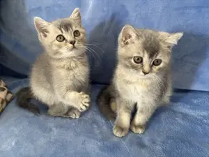 2 süße Reinrassige BKH Mädchen suchen DICH!
