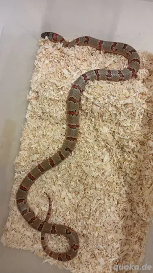 Königsnatter 