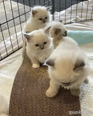 Ragdoll zur Adoption verfügbar für neue Zuhause