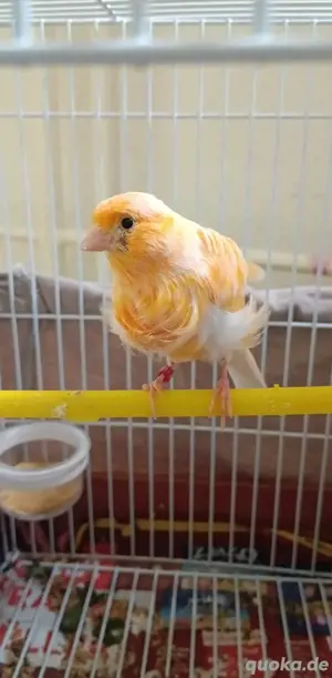 Kanarienvogel