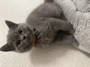 Bkh kitten( abgabebereit)