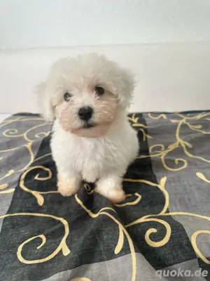 Bichon Malteser Welpe