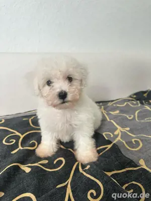 Bichon Malteser
