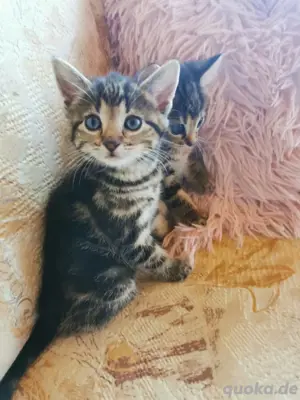 Mix Kitten Katzen babys 