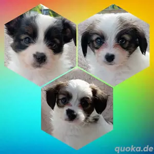 3 Wunderschöne Phalene und Papilion Zwergspitz Mix Welpen 