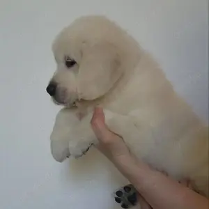 Goldige Glücksbündel auf vier Pfoten   Unsere Golden Retriever Welpen