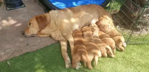 Süße Labrador Welpen, reinrassig mit Ahnentafel  blond und foxred Bild 4