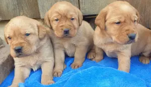 Süße Labrador Welpen, reinrassig mit Ahnentafel  blond und foxred Bild 2