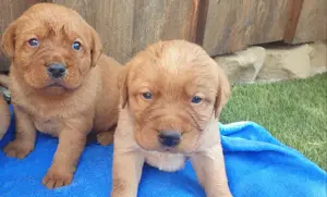 Süße Labrador Welpen, reinrassig mit Ahnentafel  blond und foxred Bild 3