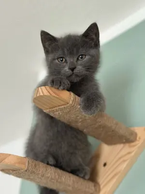 BKH mischling kitten