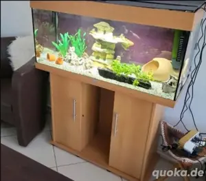 Fisch aquarium