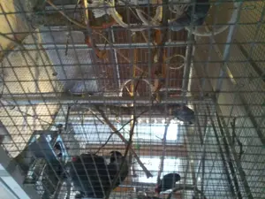 Vier Graupapageien mit Voliere  Bild 6