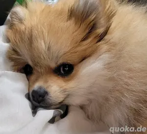 Pomeranian Zwergspitzhündin Welpe  Bild 6