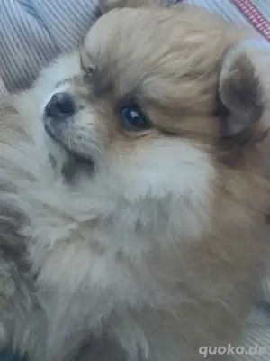 Pomeranian Zwergspitzhündin Welpe  Bild 5