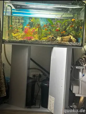 komplette Aquarium mit Fische, Pumpe, Lüftung Pflanze