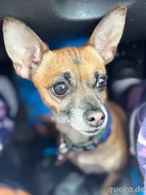 Suche grossen Hund 
