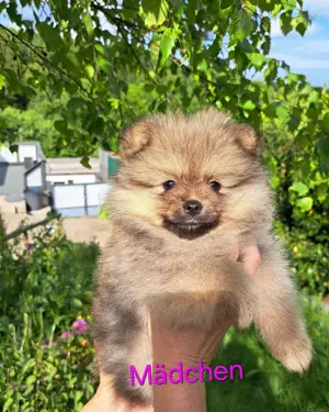 Pomeranian Zwergspitz Welpen