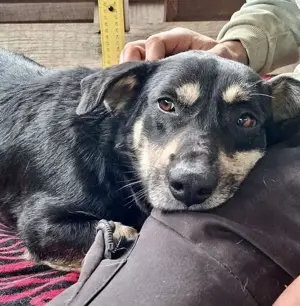 Viggo - Knutschkugel sucht sein Glück