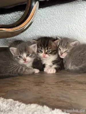 kitten abzugeben (erst ab 10.07.25)
