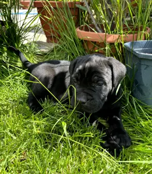 Cane Corso letzte Hündin in Neubrandenburg Hunde kostenlose