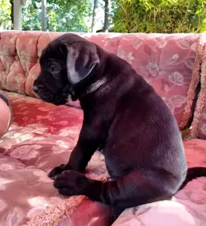 Cane Corso letzte Hündin 