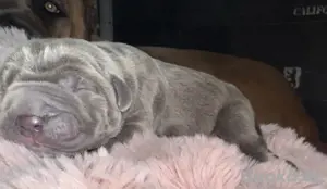 Cane Corso Welpen