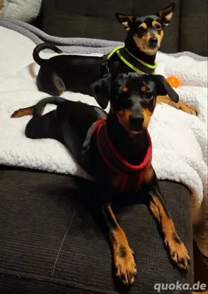 Pinscher Welpen suchen Dich