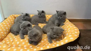 Reinrassige BKH kitten mit Stammbaum