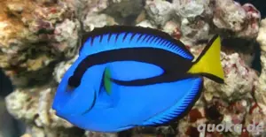 Paracanthurus hepatus Paletten Doktorfisch