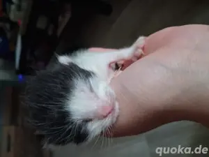 Babykatzen