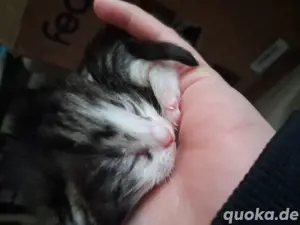 Babykatzen Bild 5
