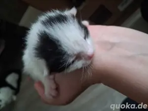 Babykatzen Bild 2