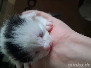 Babykatzen Bild 4