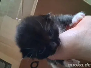 Babykatzen Bild 3