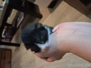 Babykatzen Bild 8