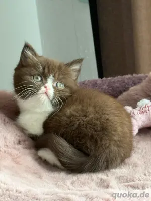 Wunderschöne BKH Kitten