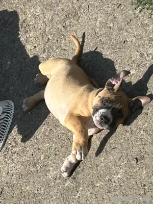 old english Bulldog Welpen 