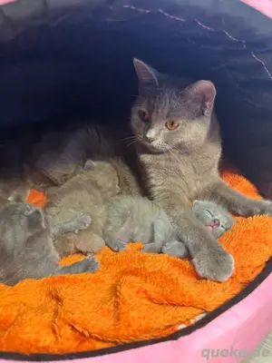 süsse bkh kitten suchen DRINGEND ein zuhause