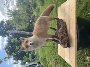 Taxidermie, außergewöhnlich schönes Präparat Rotfuchs Fuchs