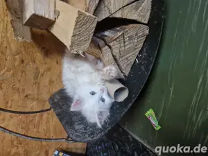 maincoon mixe 