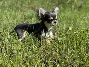 Chihuahua Welpen Rüde