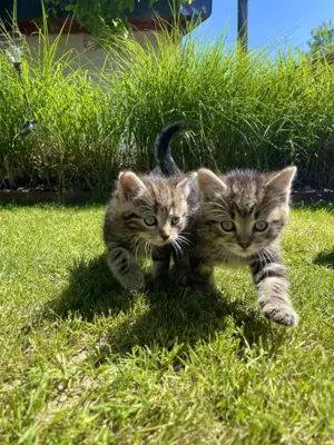 2 Baby Kater