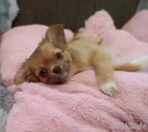 Zuckersüsse Chihuahua Welpen