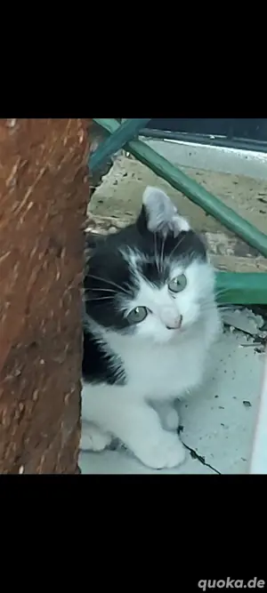 klein Katzen 