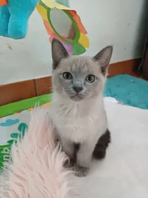 Tonkanese  Siam Kitten 