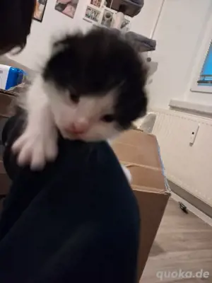 Babykatzen Bild 9